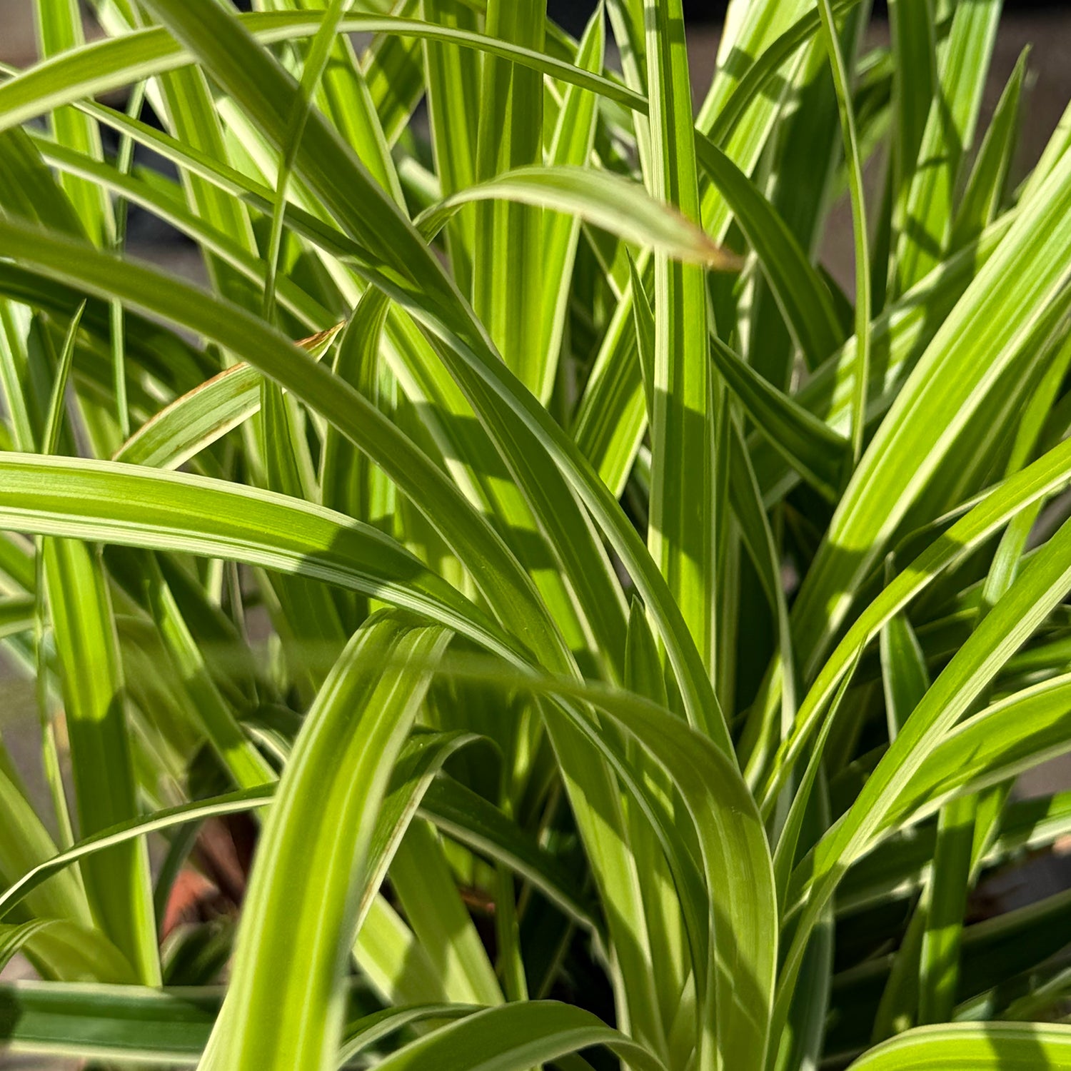 Carex morrowii &