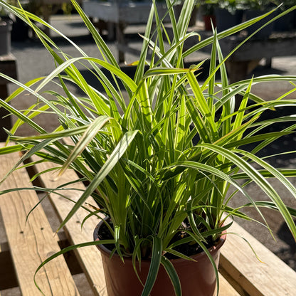 Carex morrowii &
