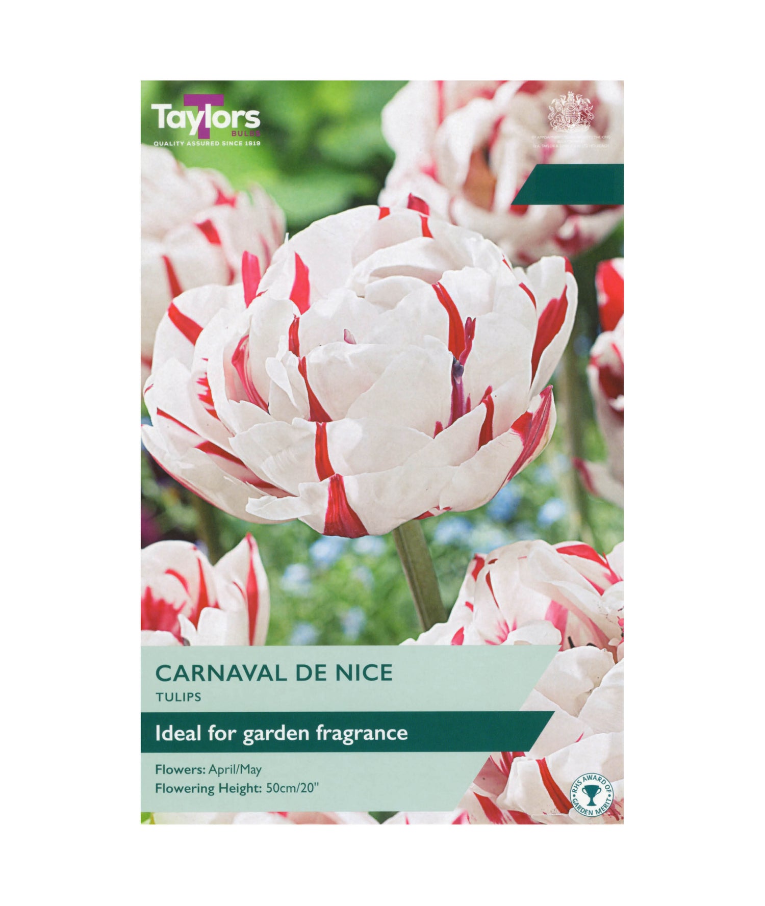 Tulip &