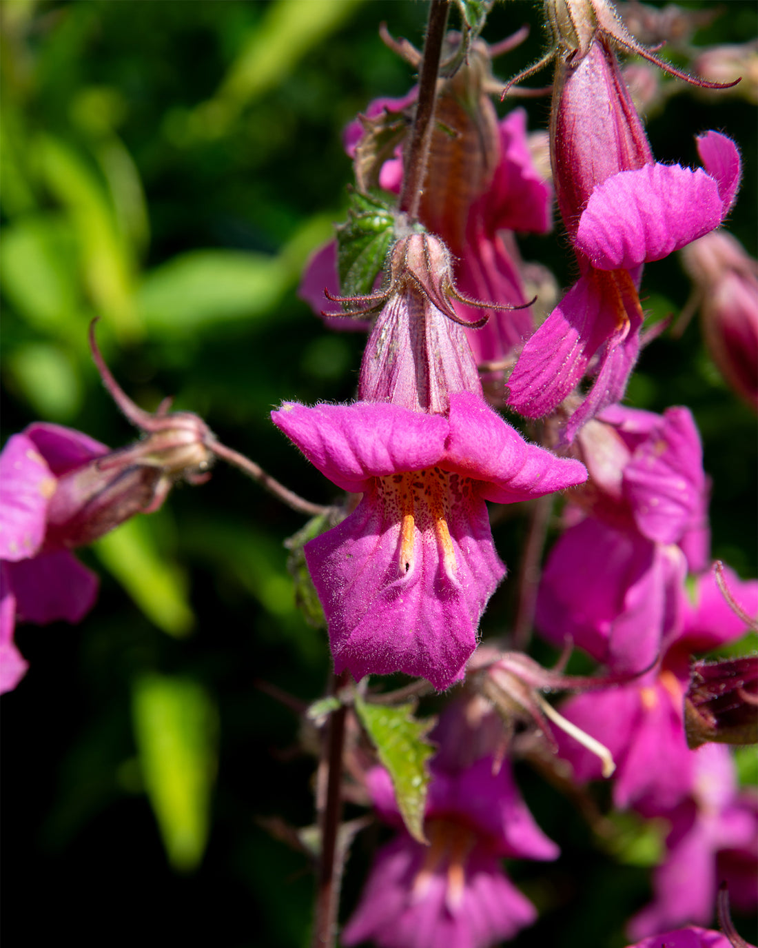 Rehmannia ‘Walberton’s Magic Dragon’