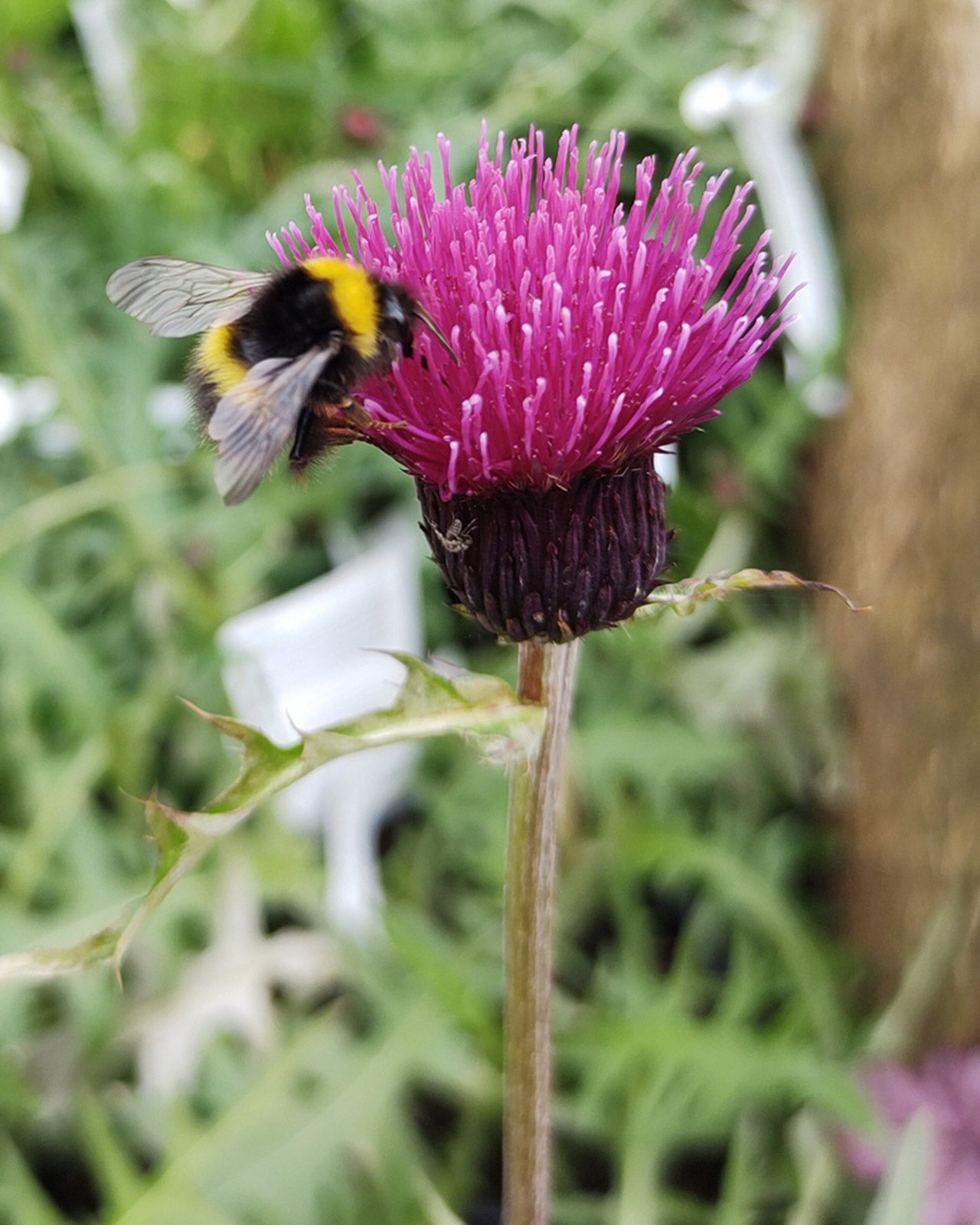 Cirsium rivulare &