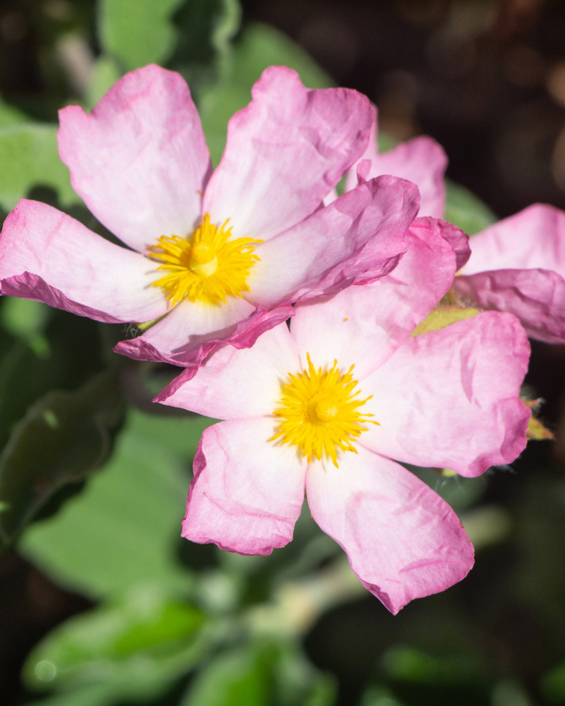 Cistus ‘Silver Pink’