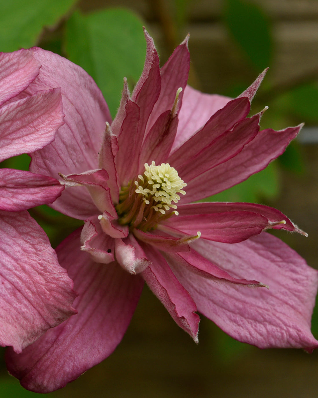 Clematis montana &