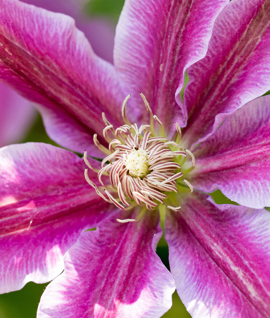 Clematis ‘Dr Ruppel’ 3L