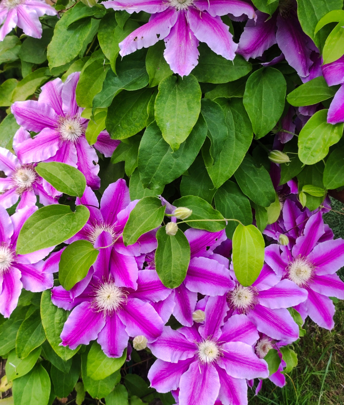 Clematis ‘Dr Ruppel’ 3L