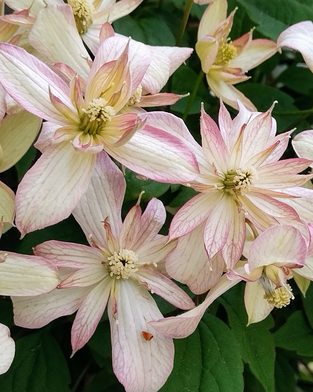 Clematis montana &