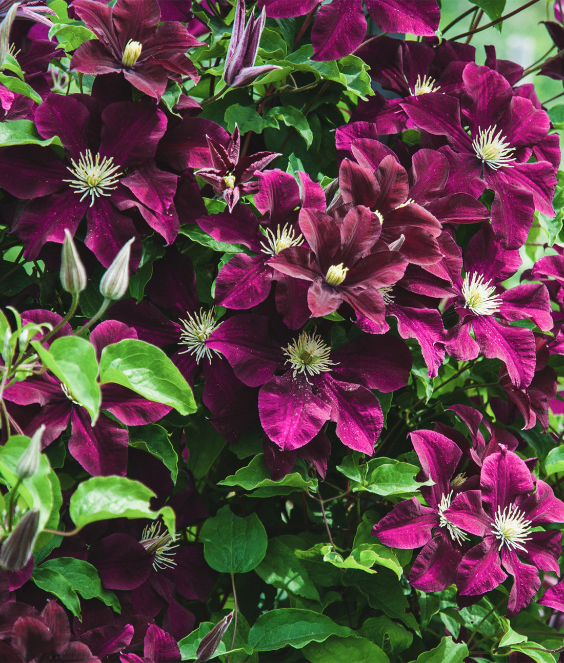 Clematis ‘Niobe’ 3L