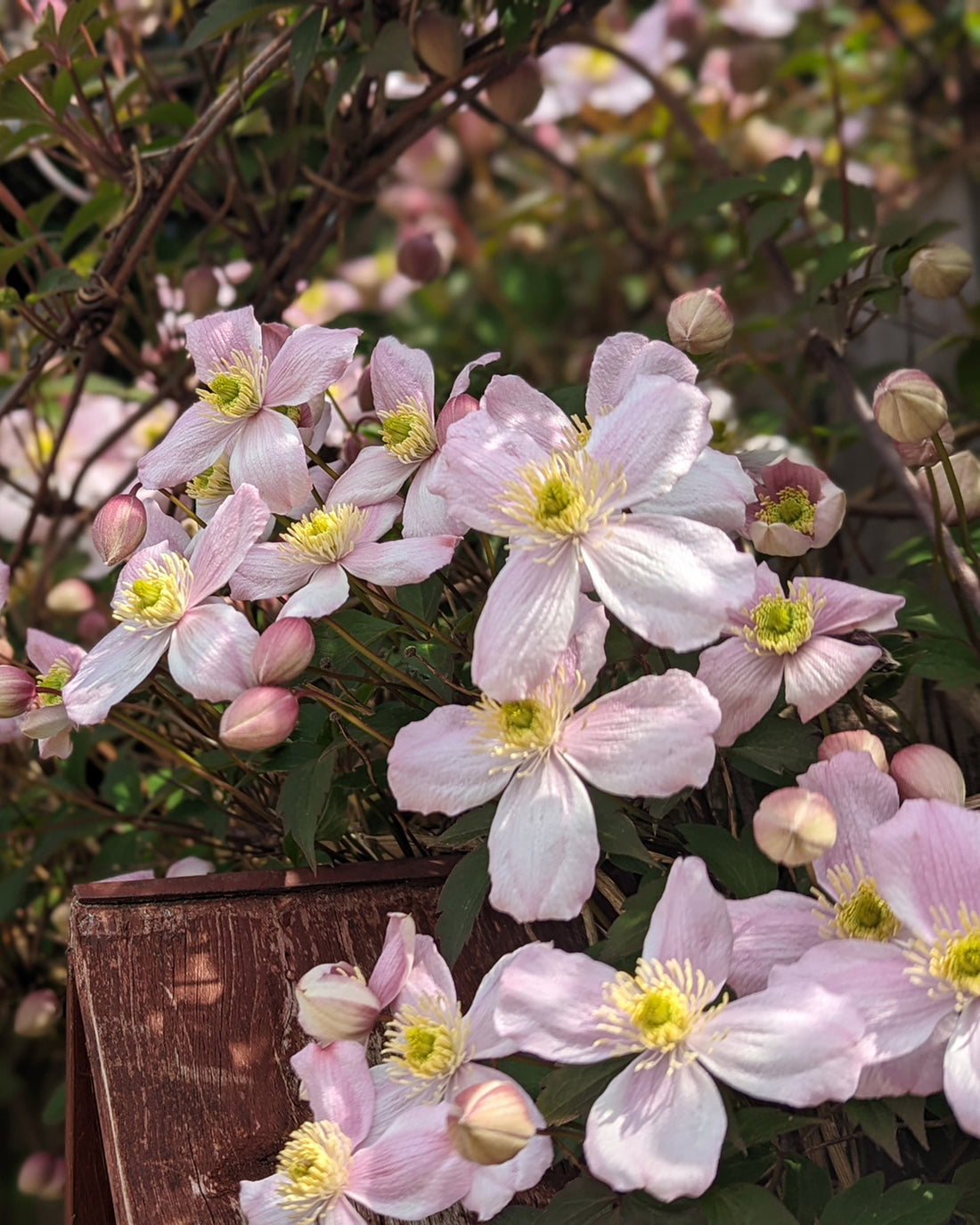 Clematis montana &