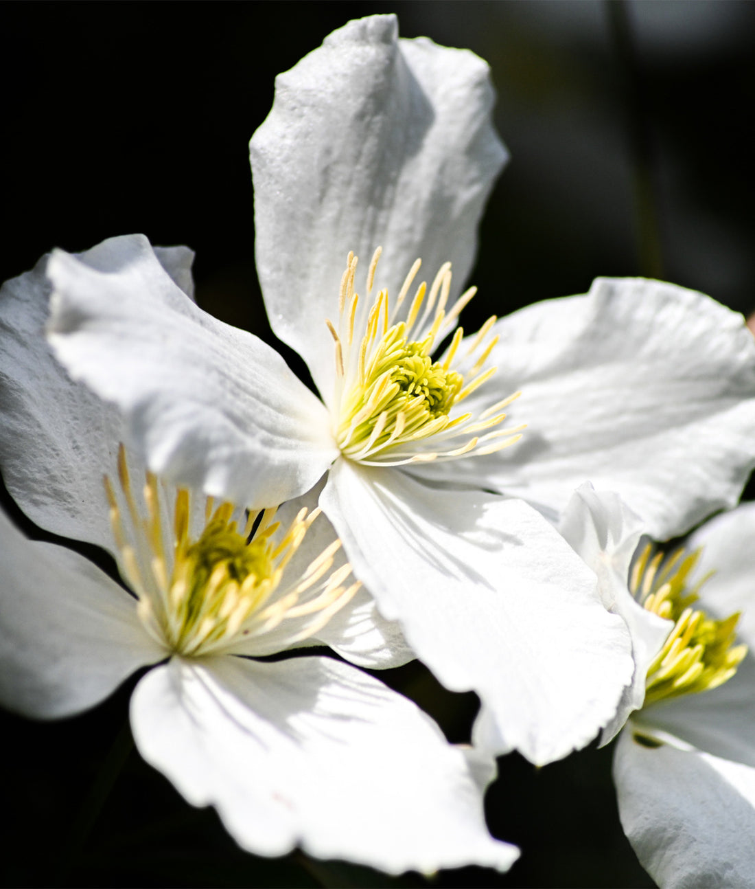 Clematis ‘Prince George’ 3L
