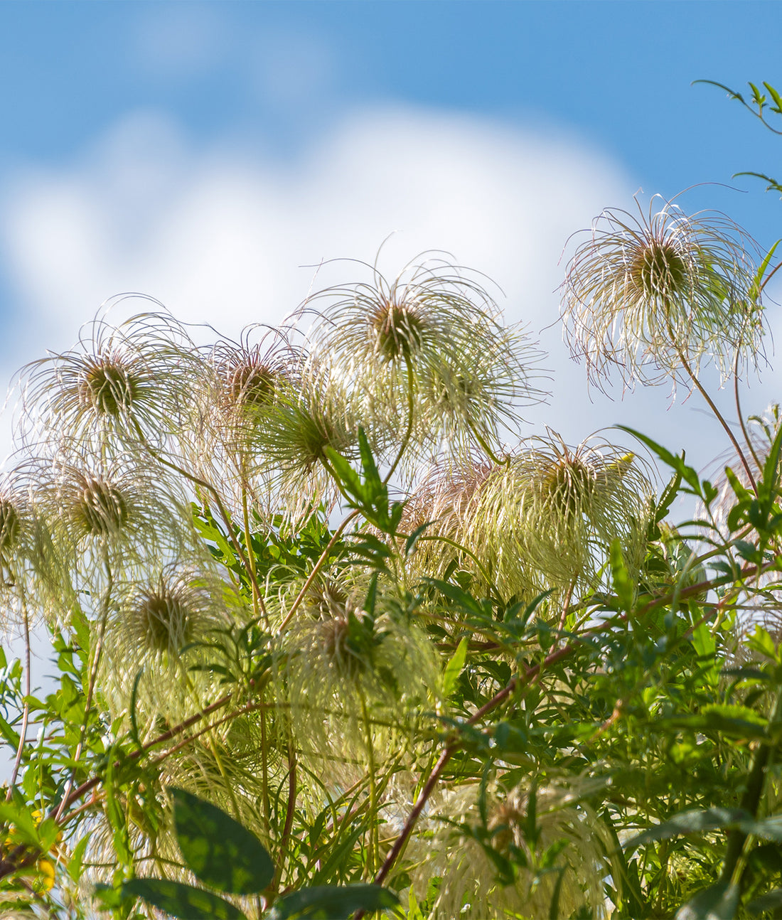 Clematis tangutica 3L