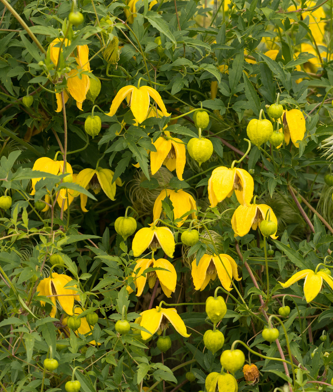 Clematis tangutica 3L
