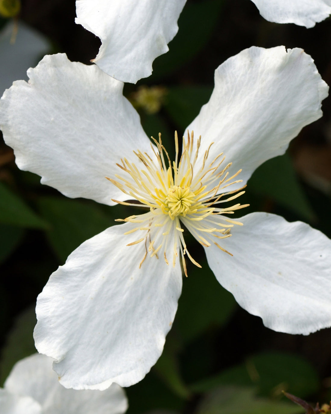 Clematis montana &