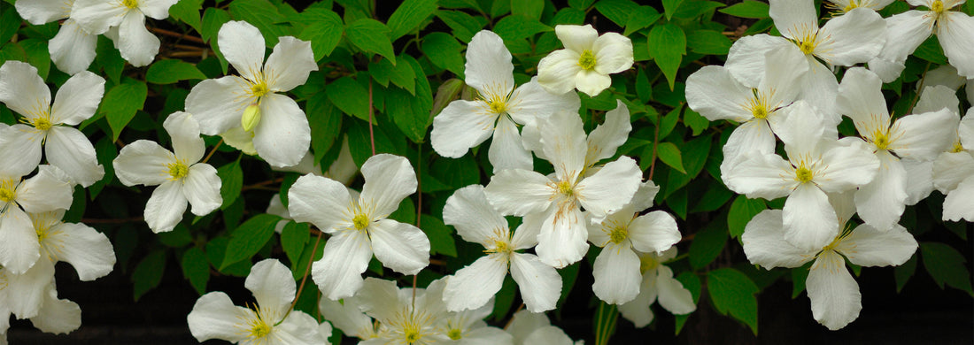 Clematis montana ‘Grandiflora’ 3L