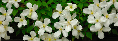 Clematis montana ‘Grandiflora’ 3L