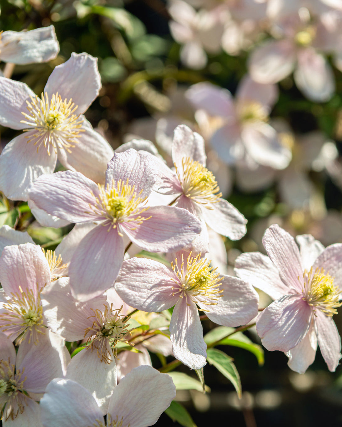 Clematis montana &