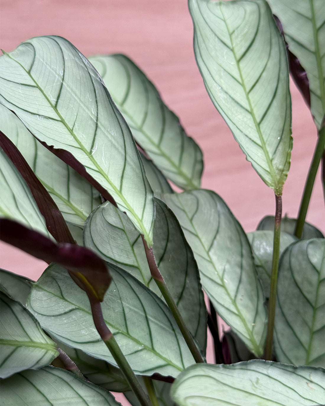 Fishbone Prayer Plant