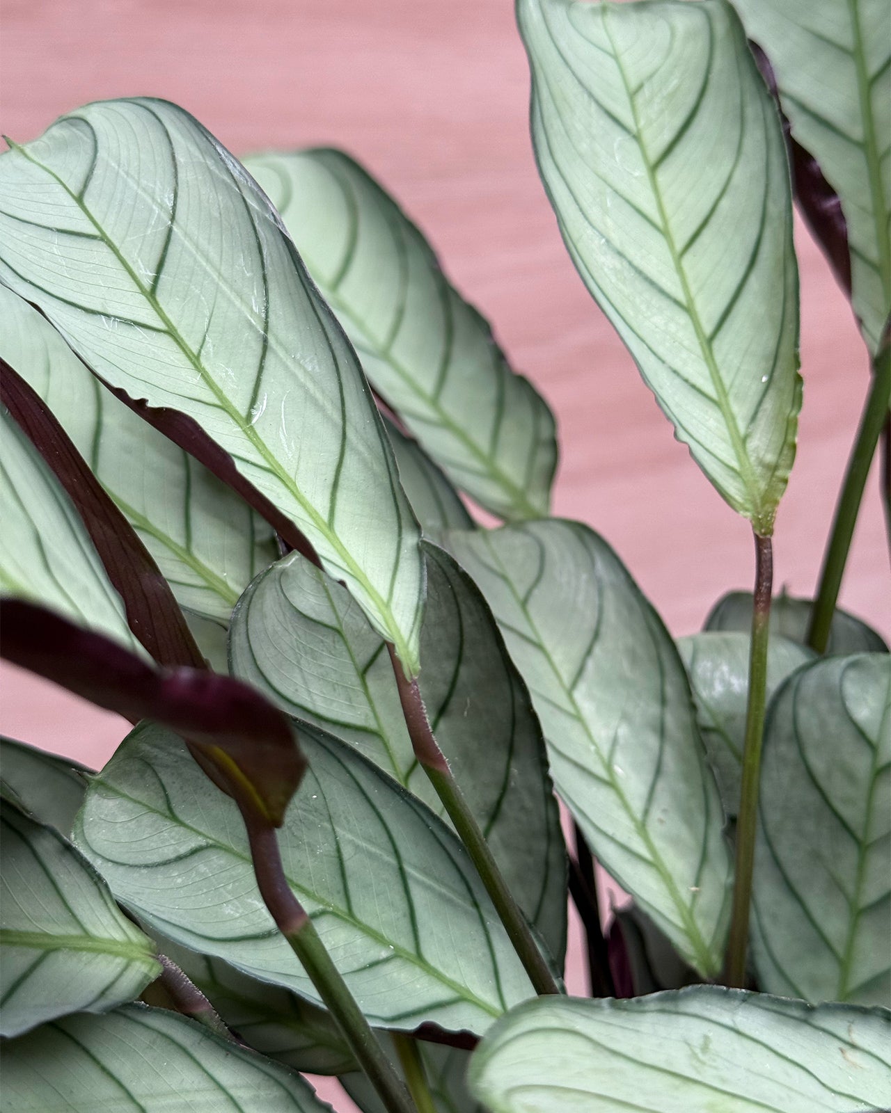 Fishbone Prayer Plant