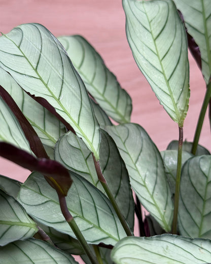 Fishbone Prayer Plant