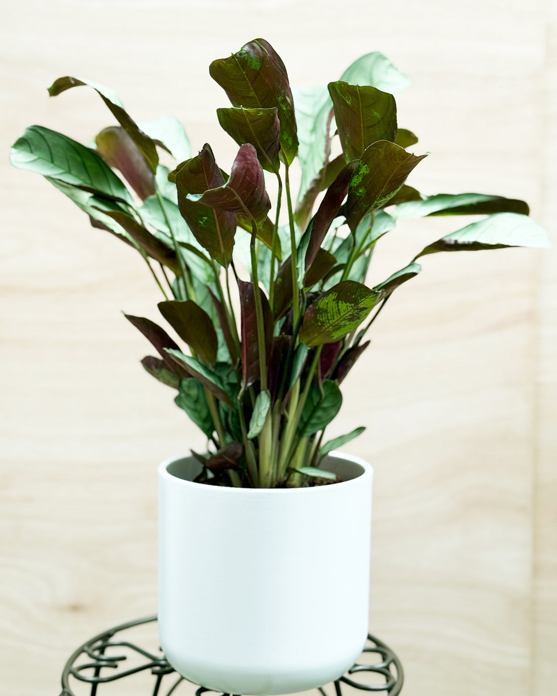 Fishbone Prayer Plant