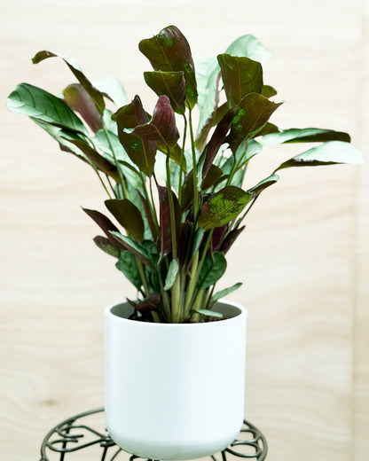 Fishbone Prayer Plant
