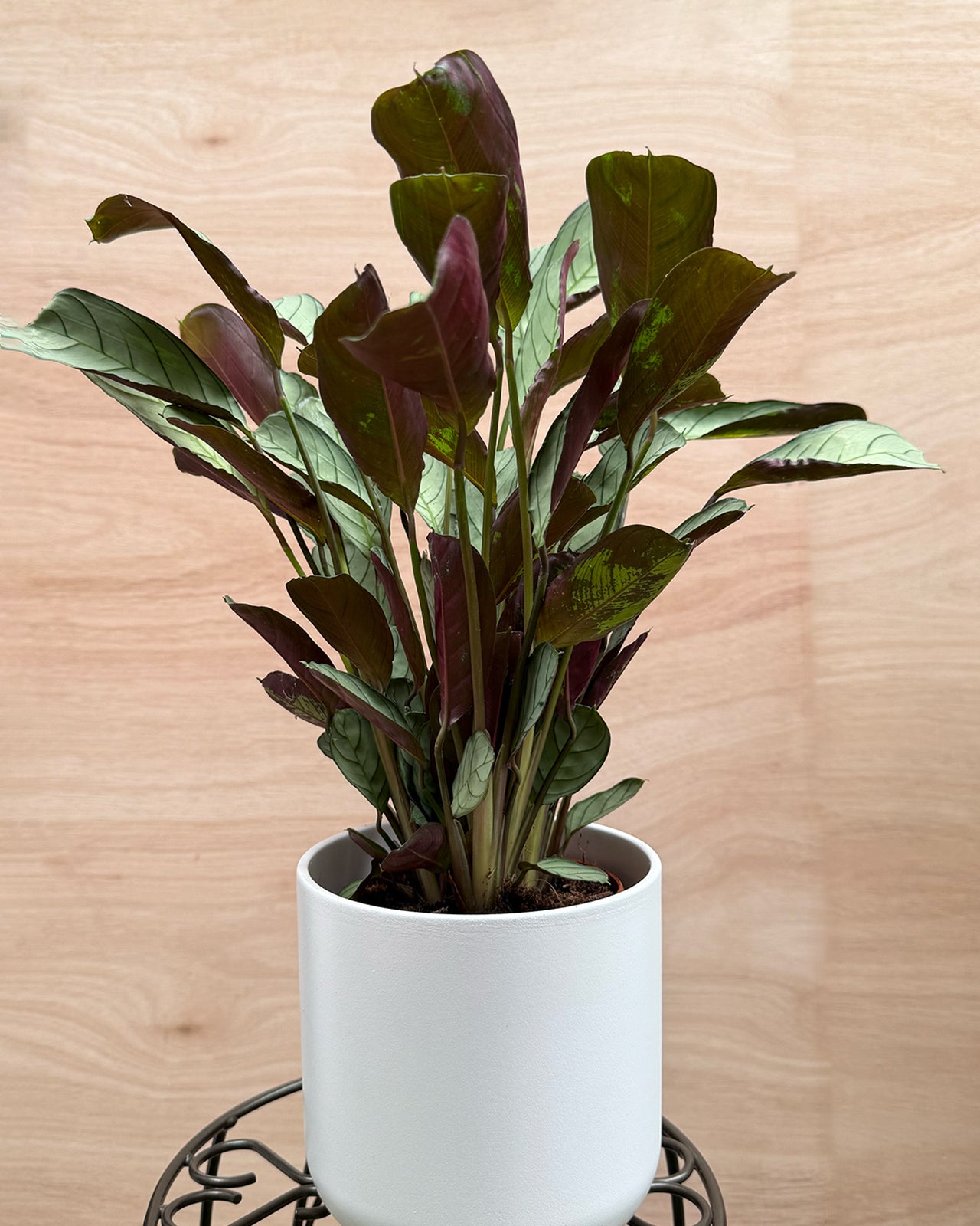 Fishbone Prayer Plant