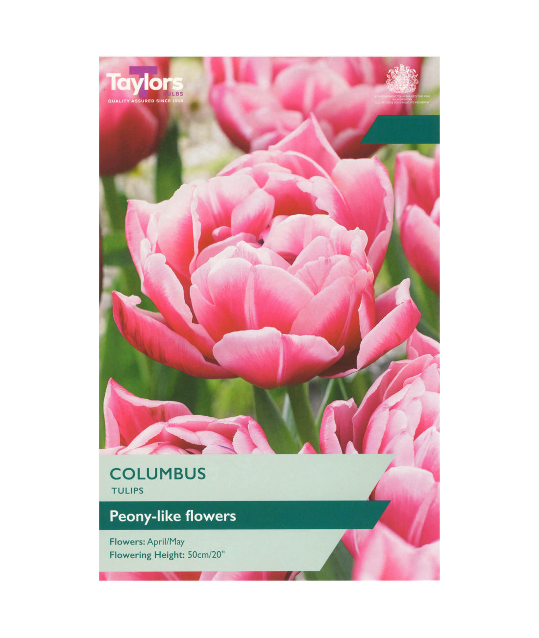 Tulip &