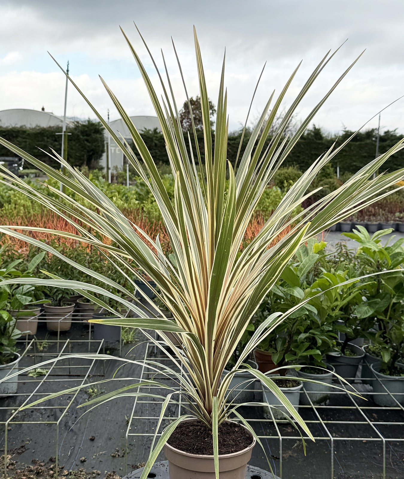 Cordyline australis &