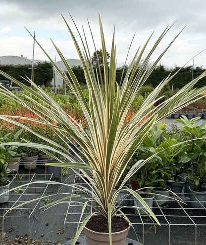 Cordyline australis &