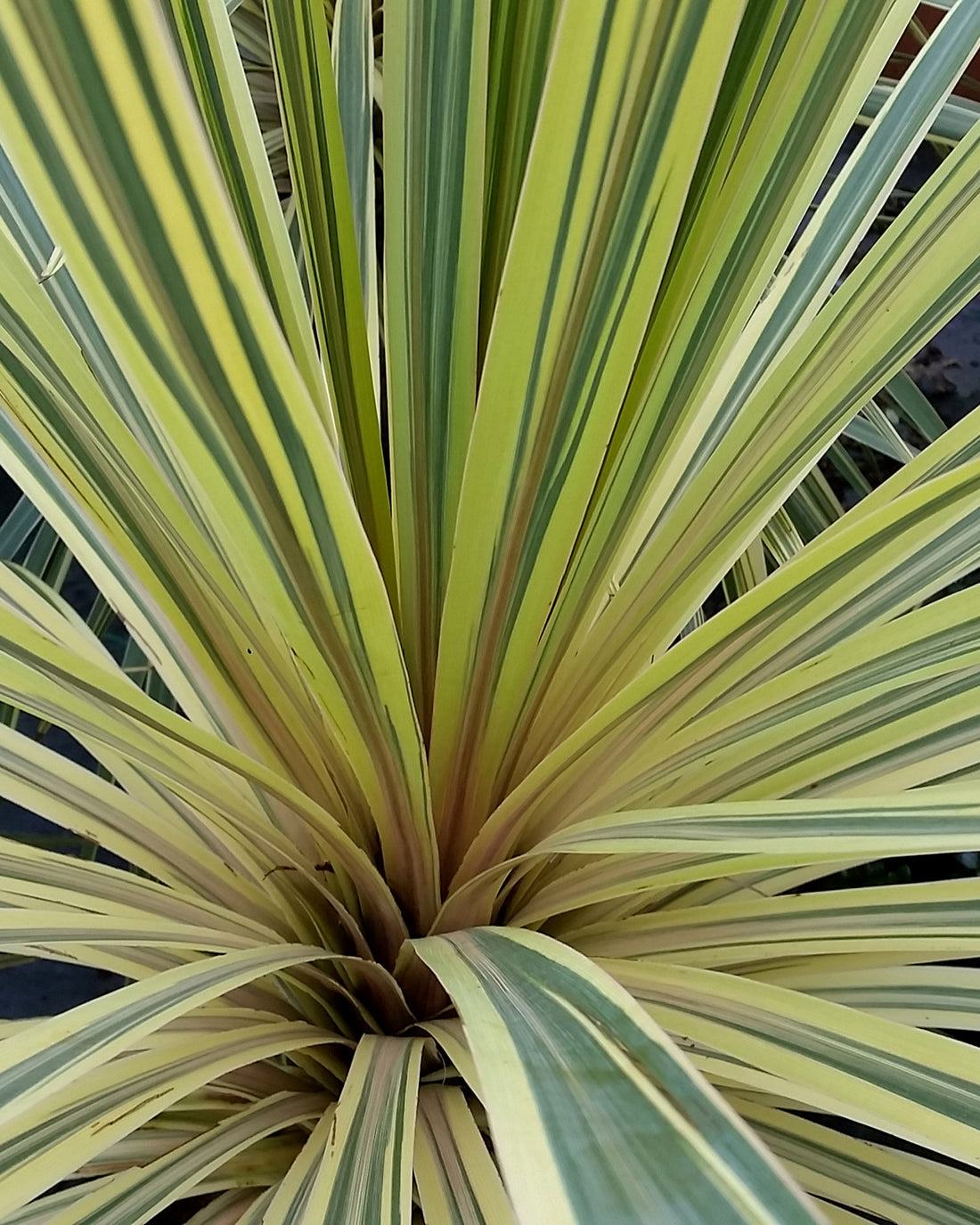 Cordyline australis ‘Lime Passion’