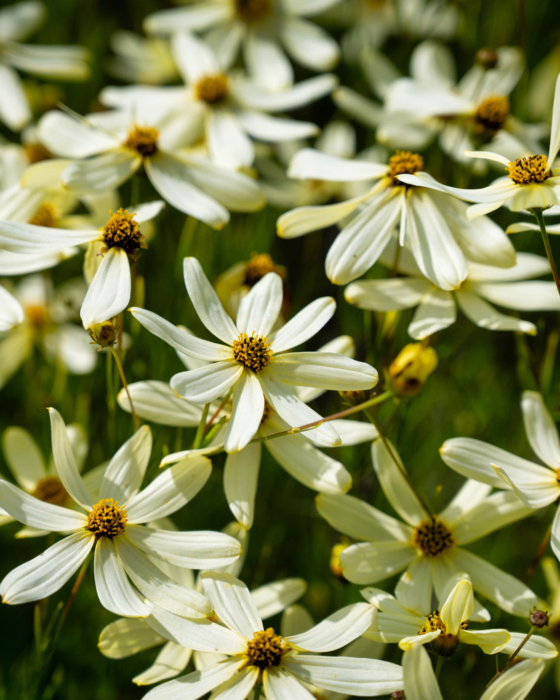 Coreopsis verticillata &