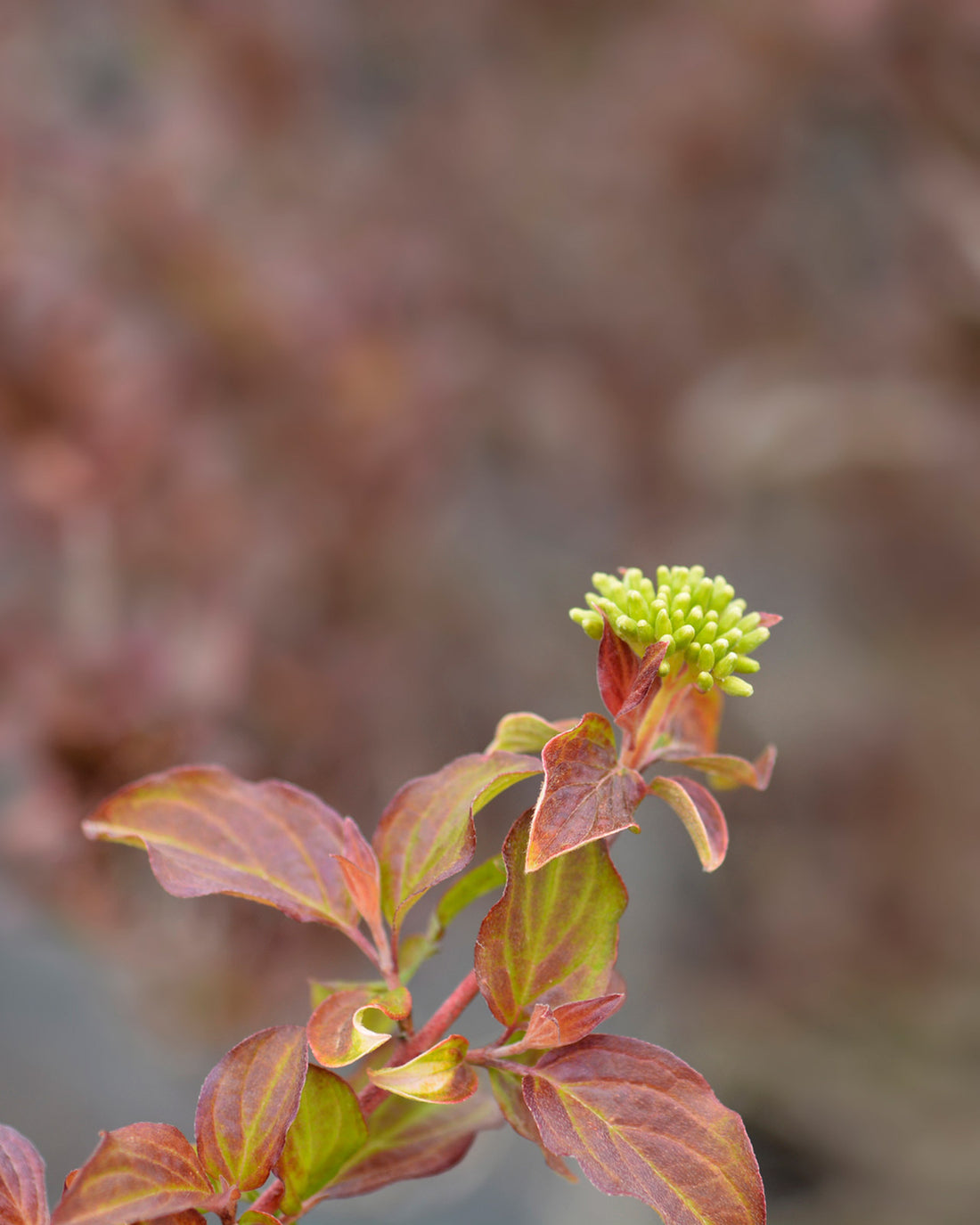 Cornus sanguinea &