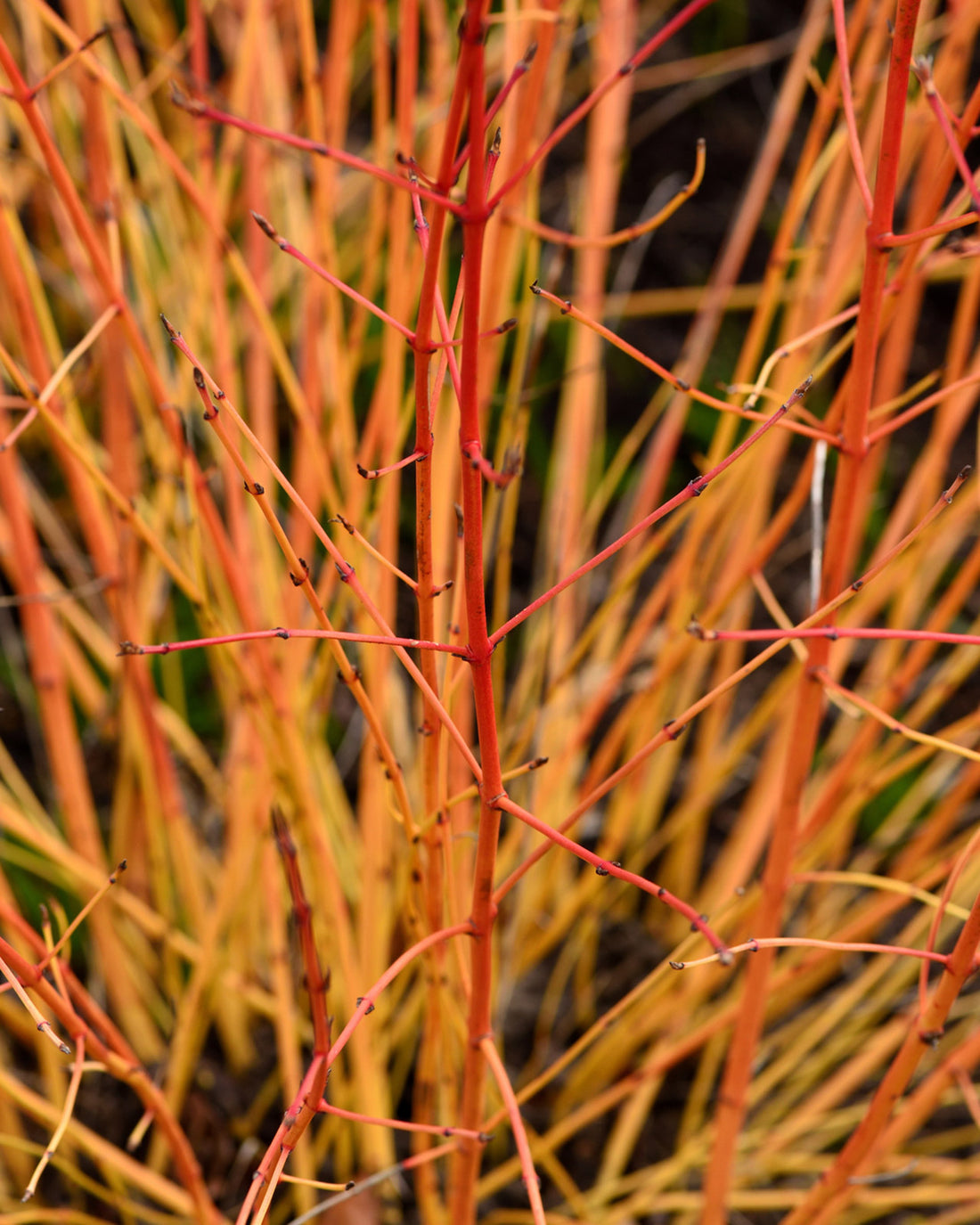 Cornus sanguinea &