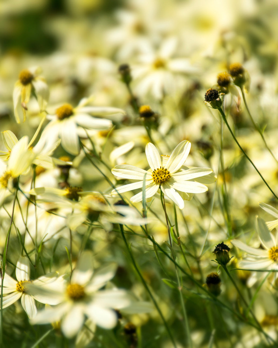 Coreopsis verticillata &