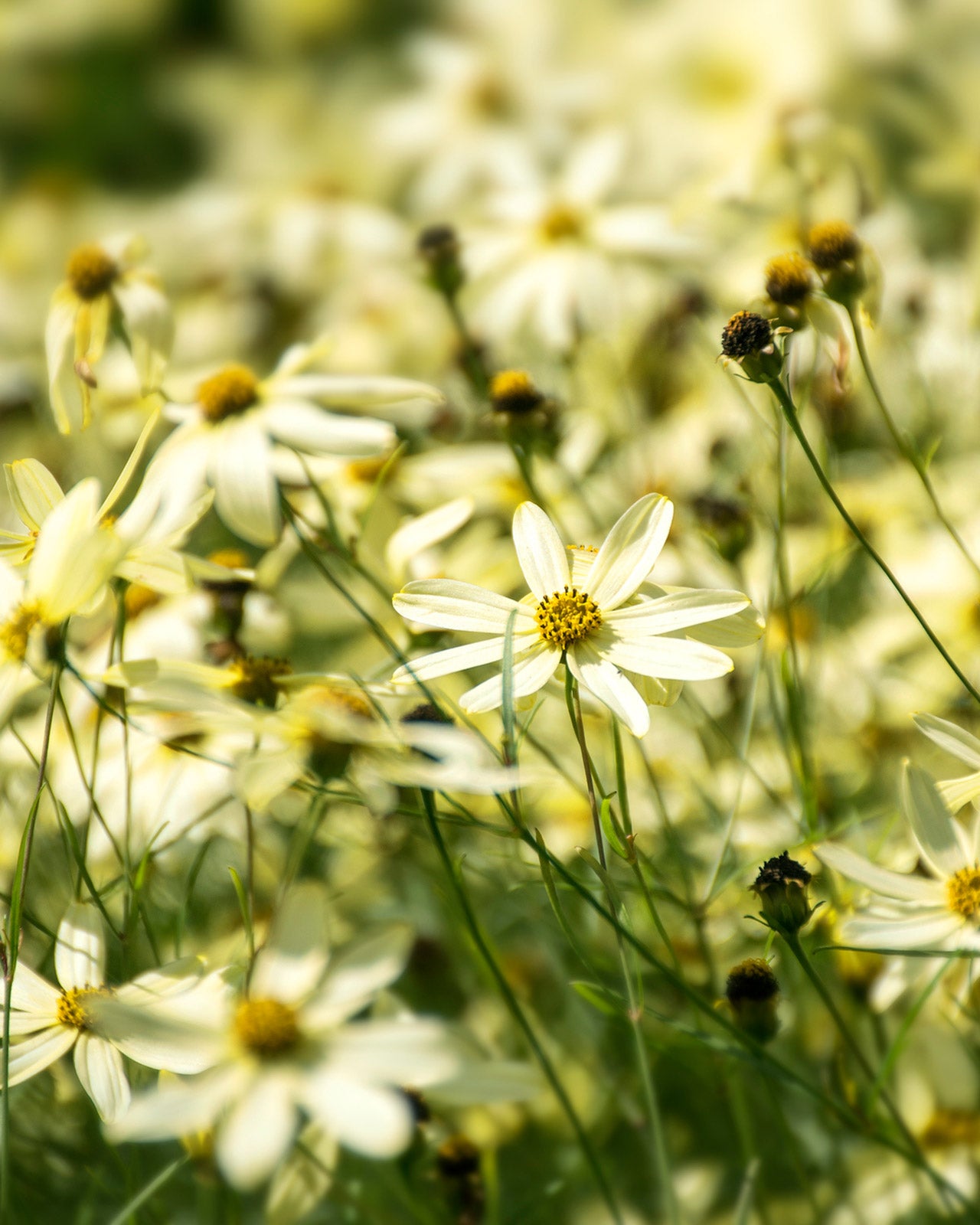 Coreopsis verticillata &