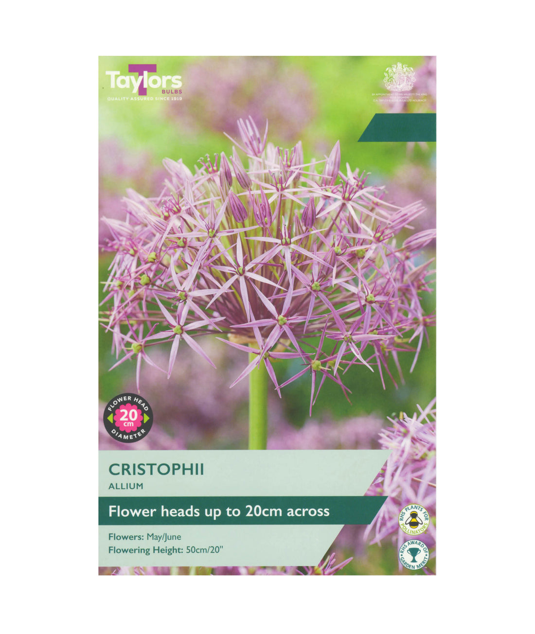 Allium Cristophii