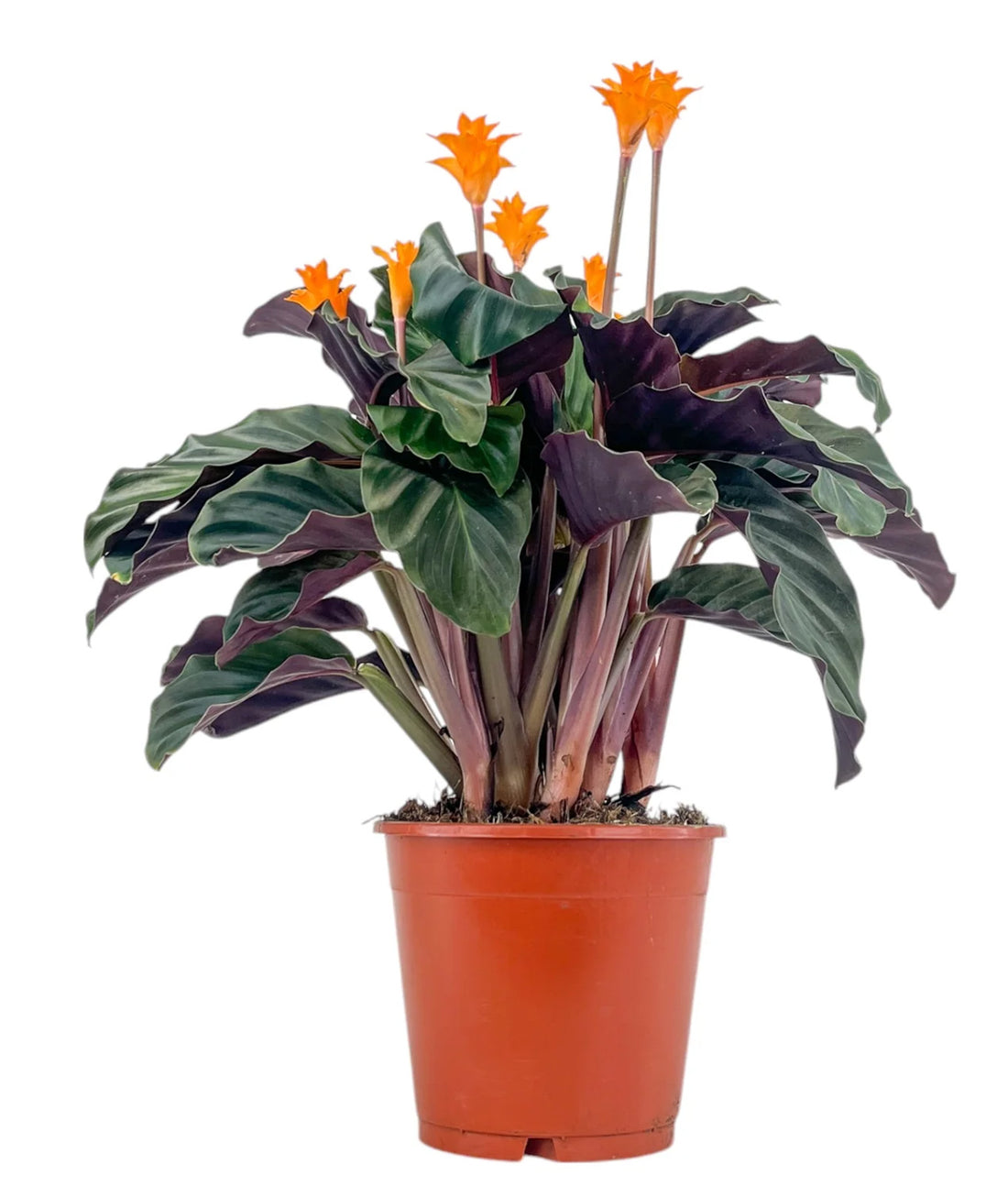 Calathea ‘Crocata’ 14cm