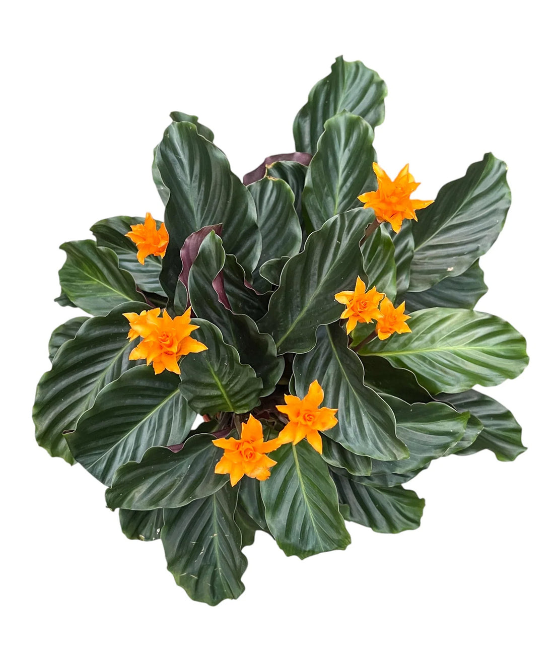 Calathea ‘Crocata’ 14cm