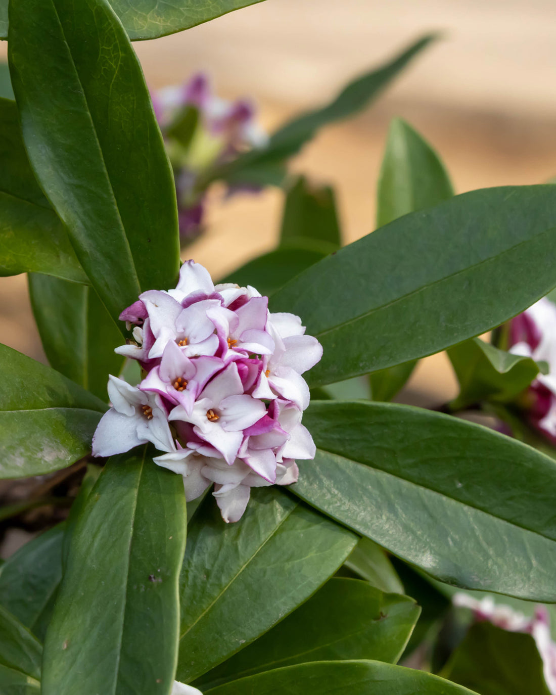 Daphne × transatlantica &