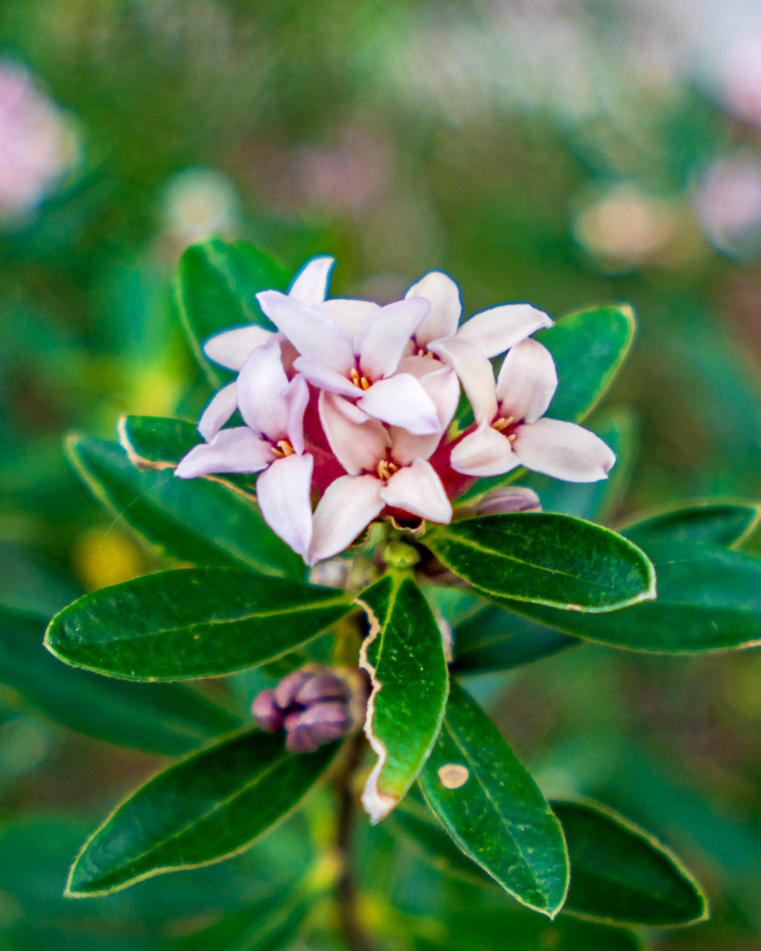 Daphne × transatlantica &