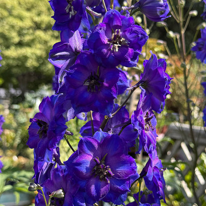 Delphinium &