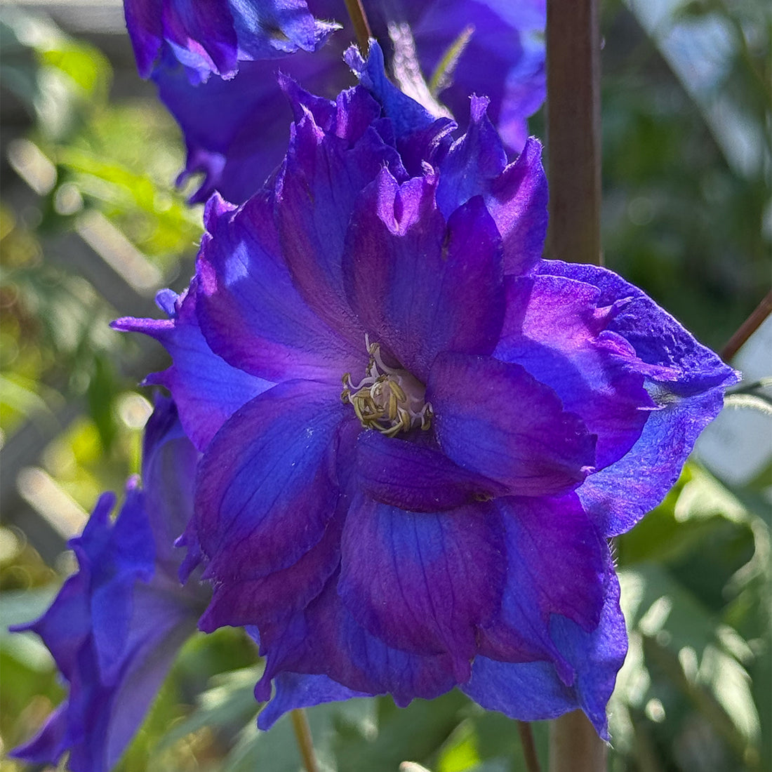 Delphinium &