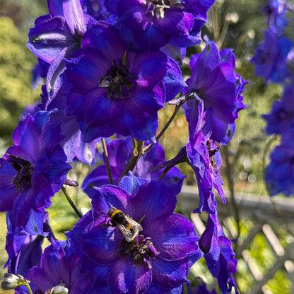 Delphinium &
