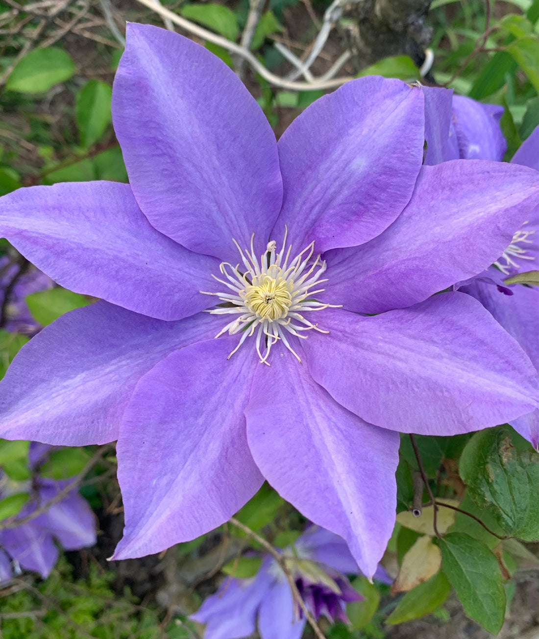 Clematis &