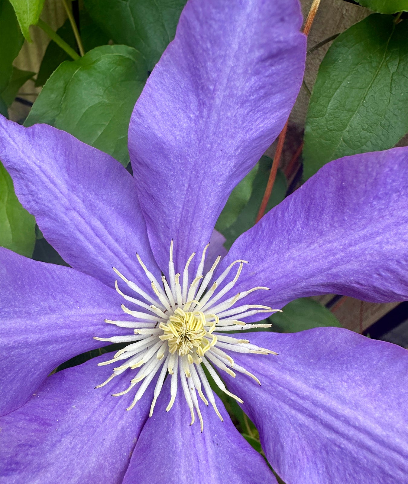 Clematis &
