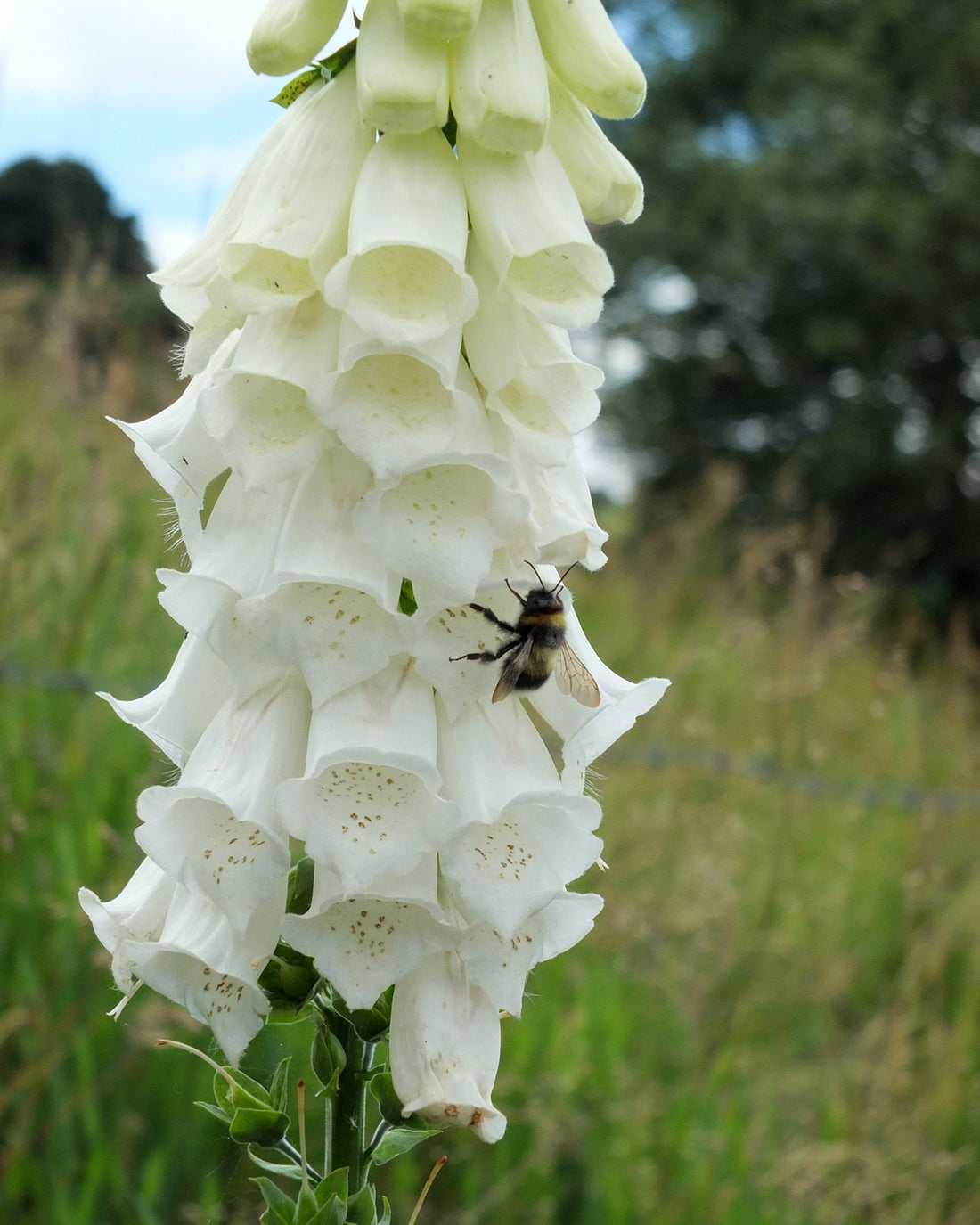 Digitalis purpurea f. albiflora