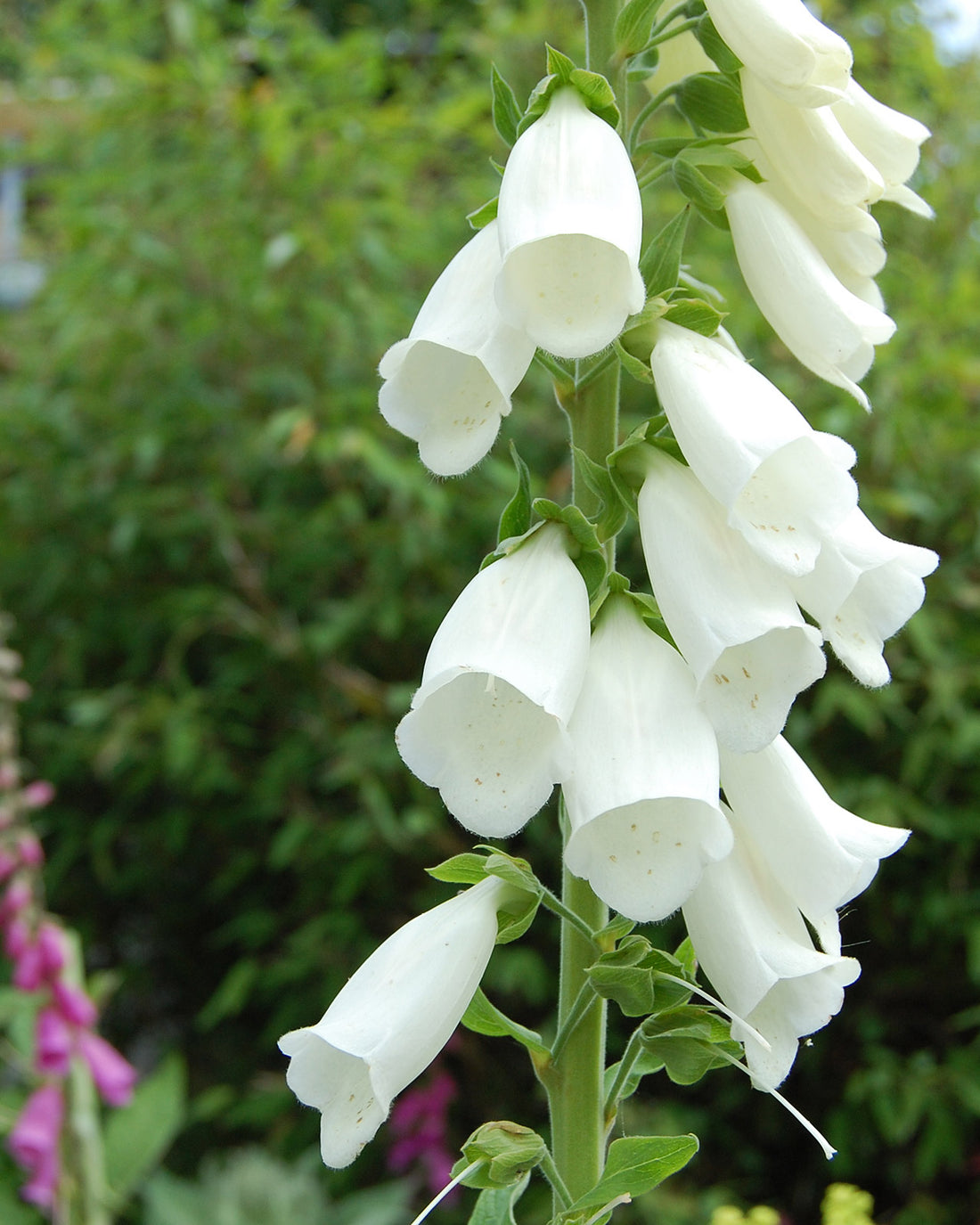 Digitalis purpurea f. albiflora