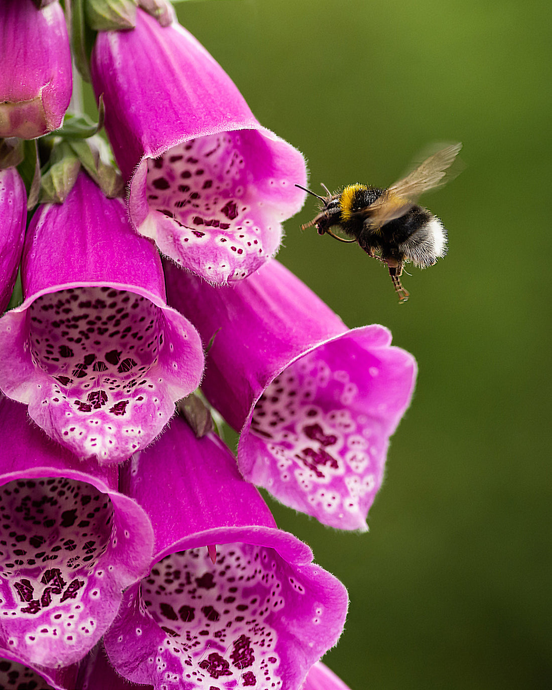 Digitalis purpurea