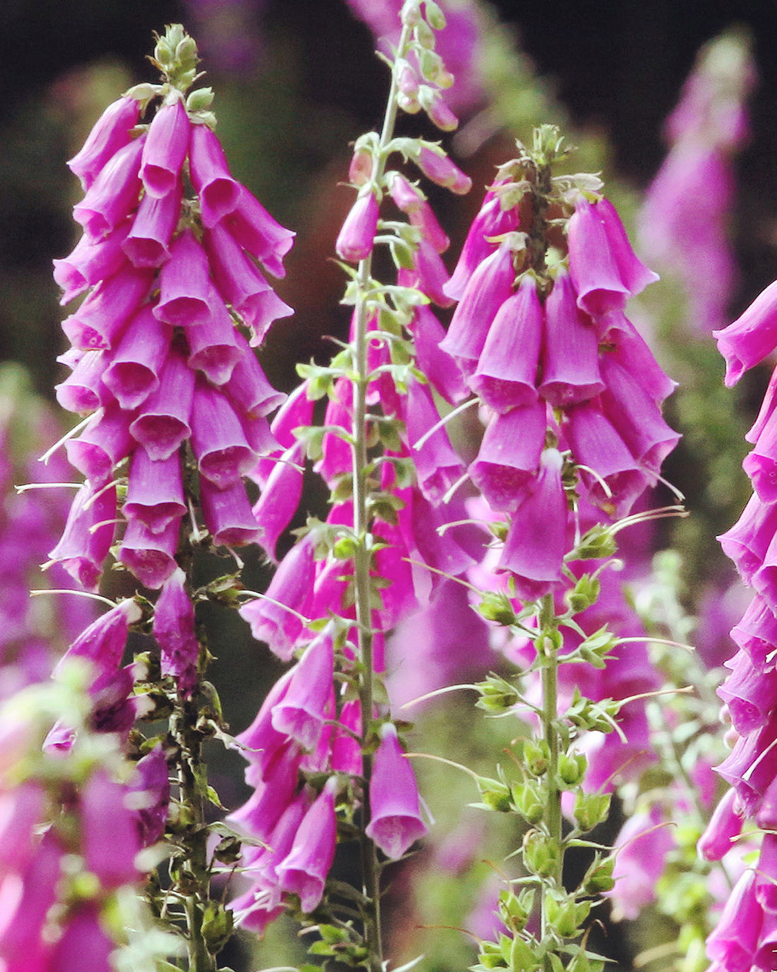 Digitalis purpurea