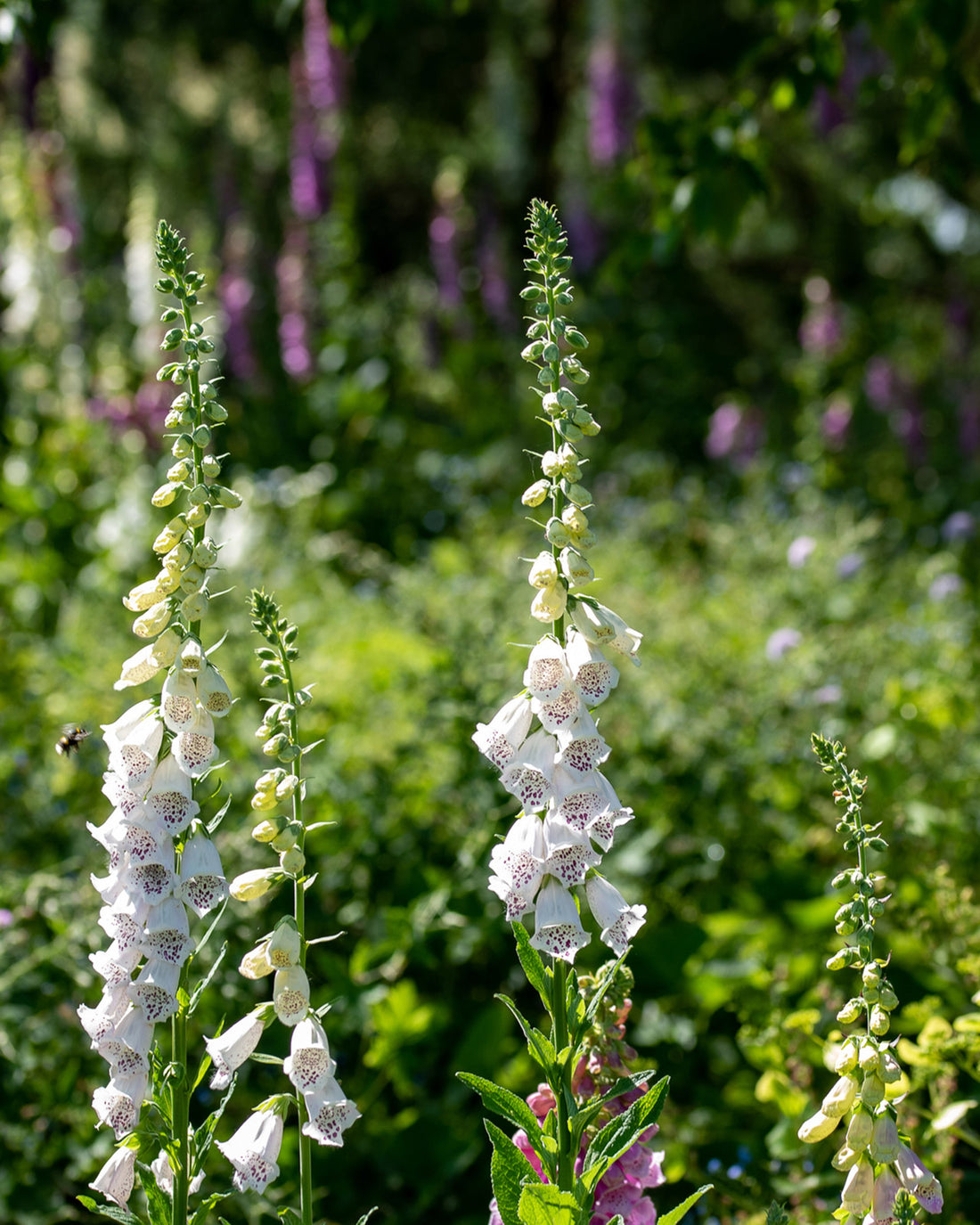 Digitalis purpurea &