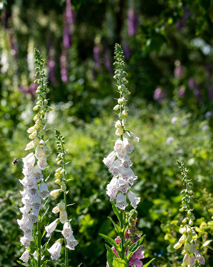 Digitalis purpurea &